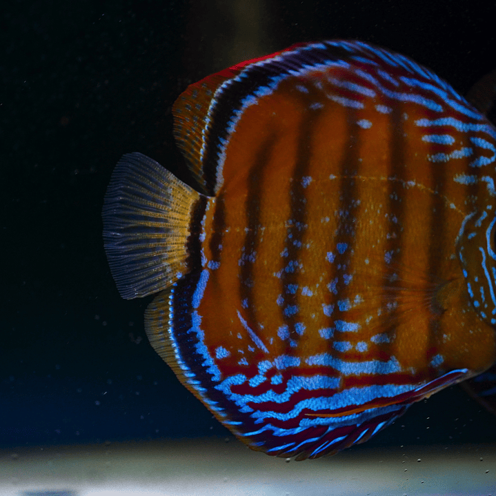 Cuipeua  Semi Royal 1