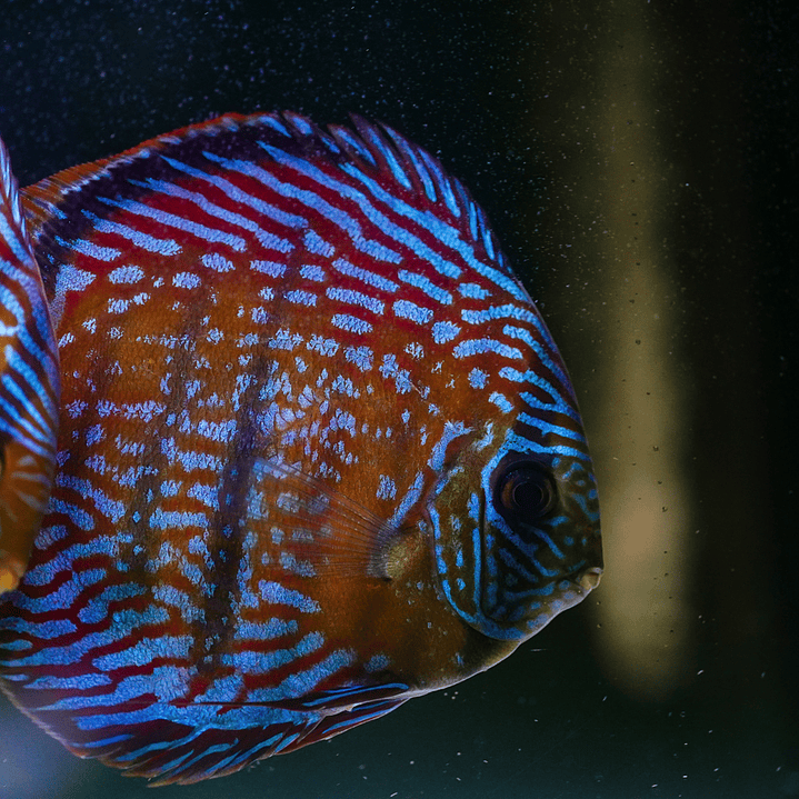 Cuipeua  Semi Royal 3