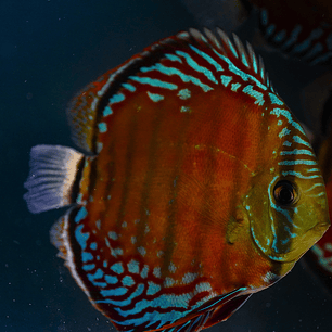 Cuipeua Vermelho Sólido