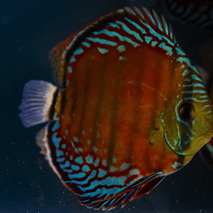 Cuipeua Vermelho Sólido