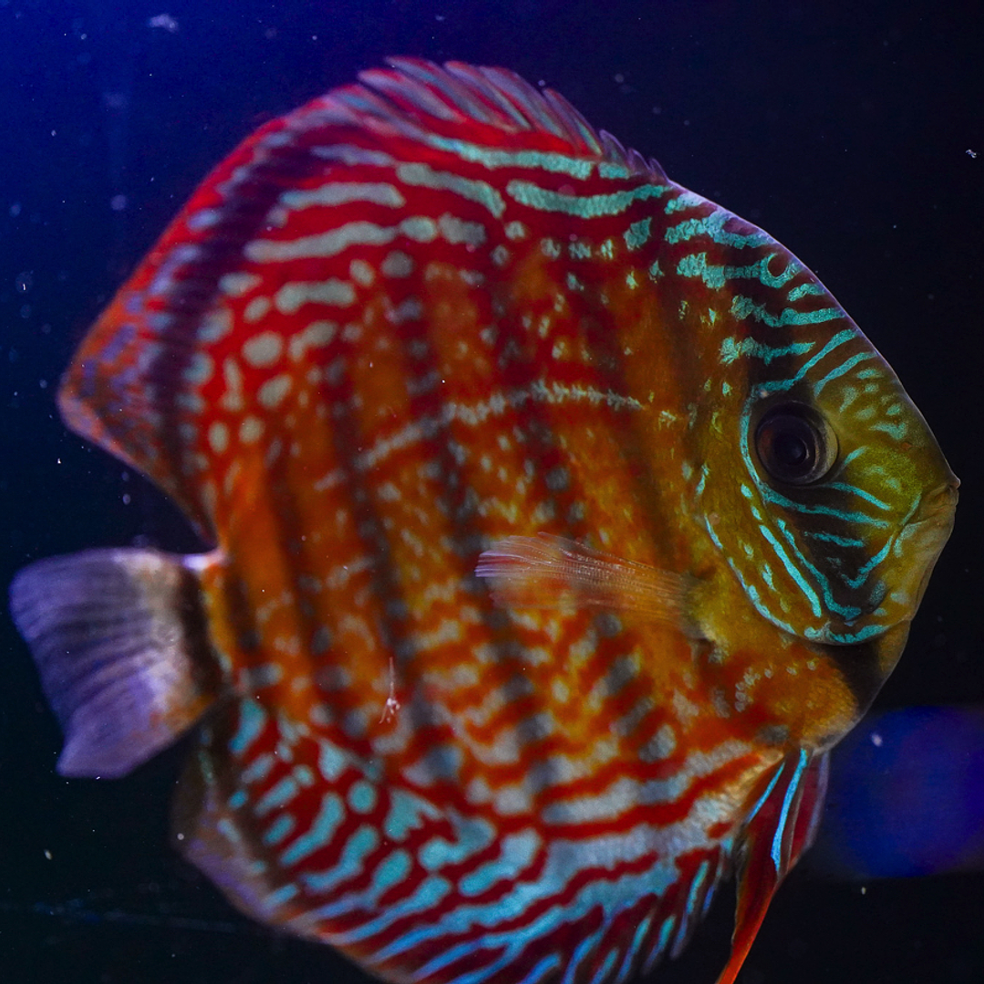 Cuipeua Semi Royal 2