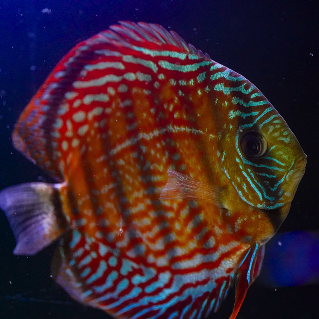 Cuipeua Semi Royal 3