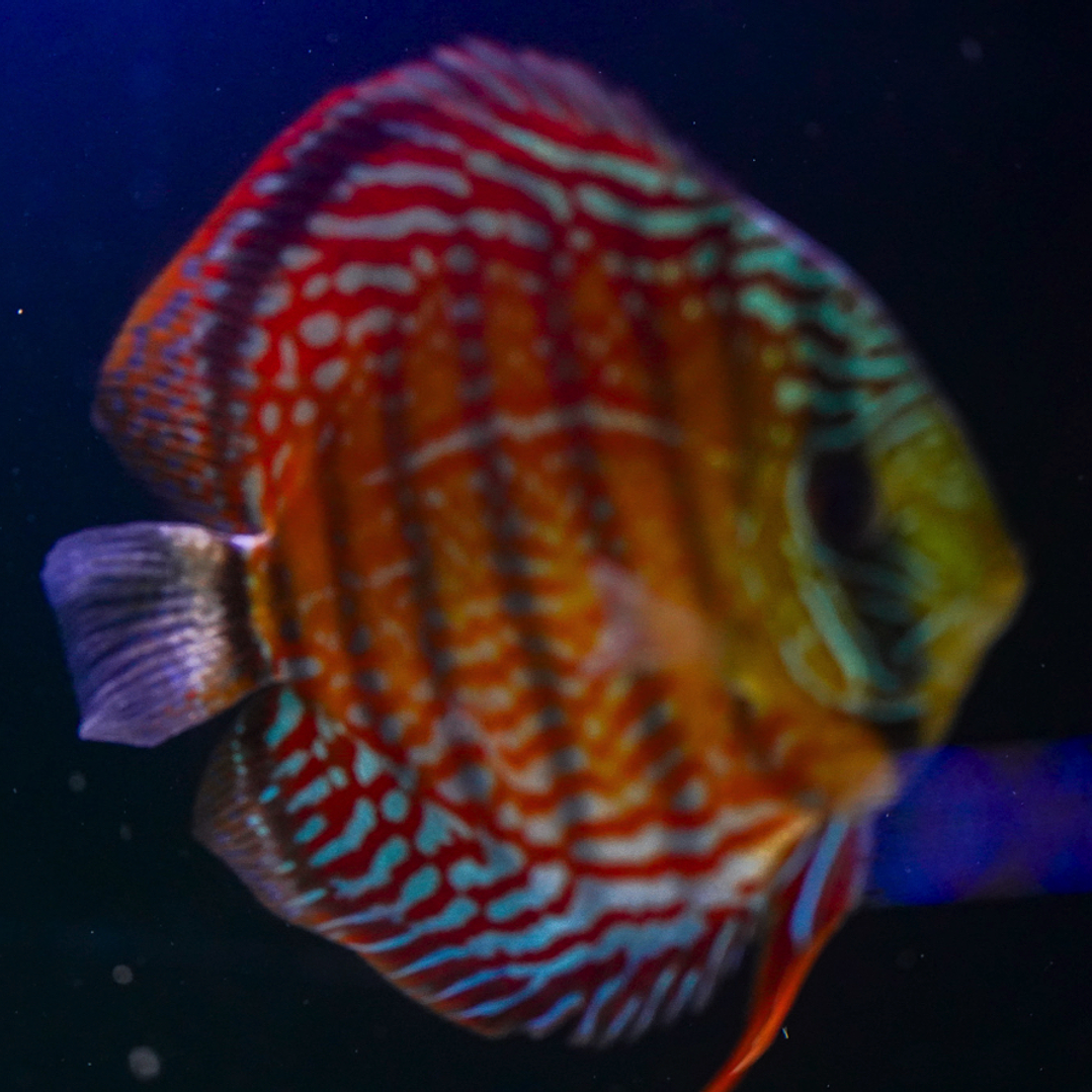 Cuipeua Semi Royal 5