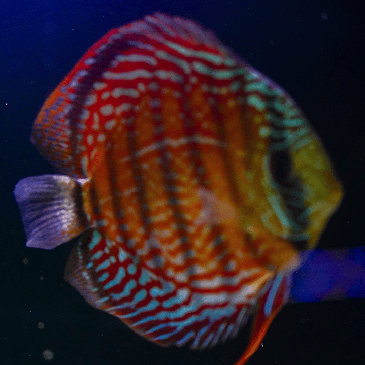 Cuipeua Semi Royal 5