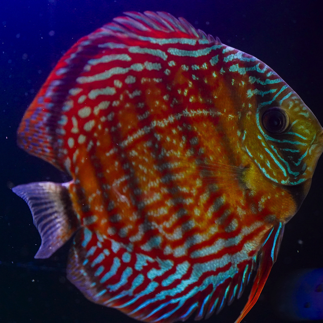 Cuipeua Semi Royal 4