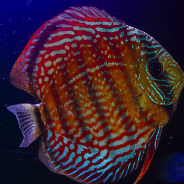 Cuipeua Semi Royal 4