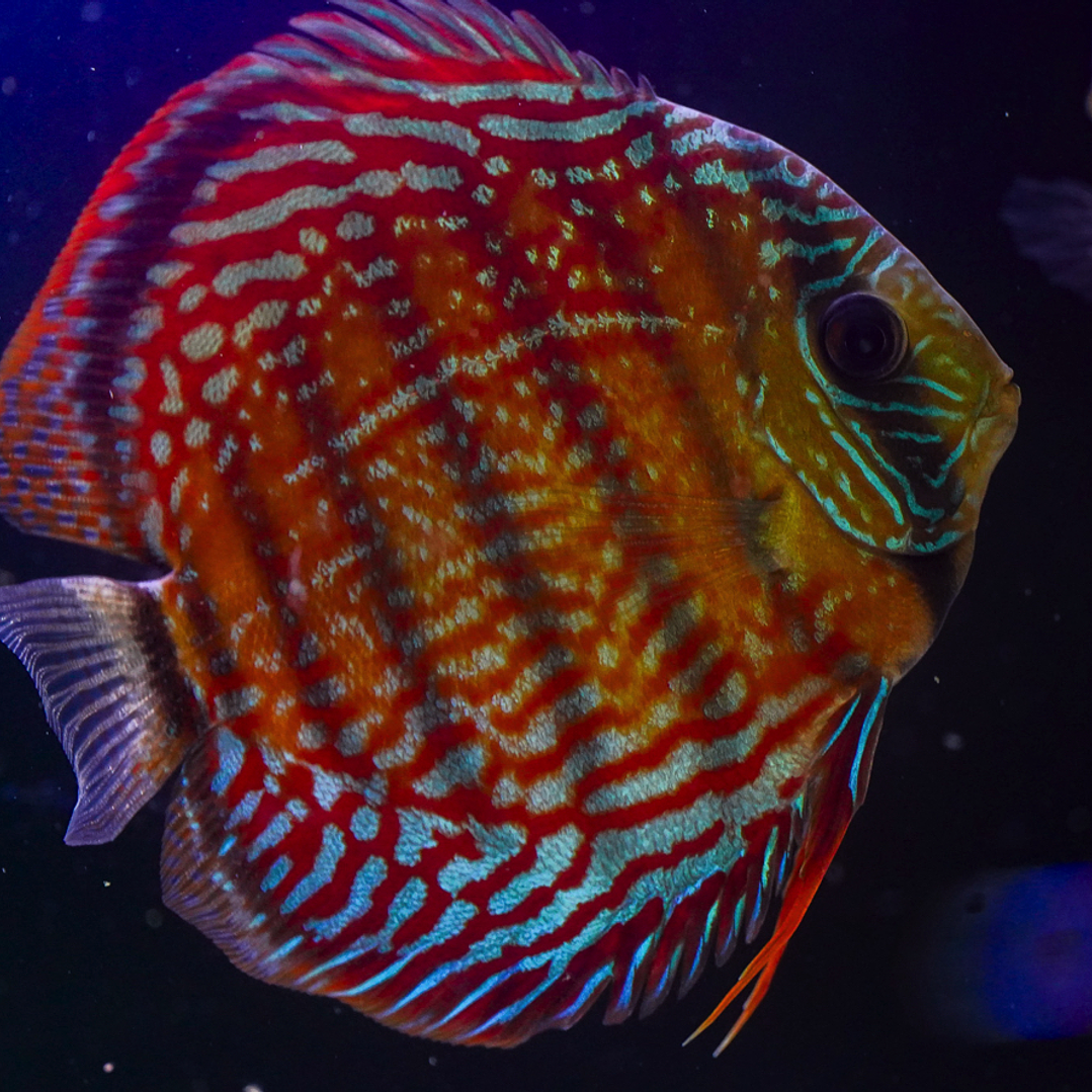 Cuipeua Semi Royal 6