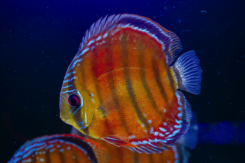 Cuipeua Vermelho Sólido