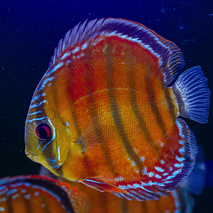 Cuipeua Vermelho Sólido