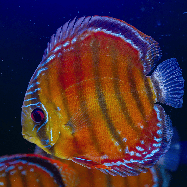 Cuipeua Vermelho Sólido 1