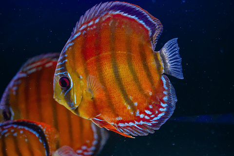 Cuipeua Vermelho Sólido