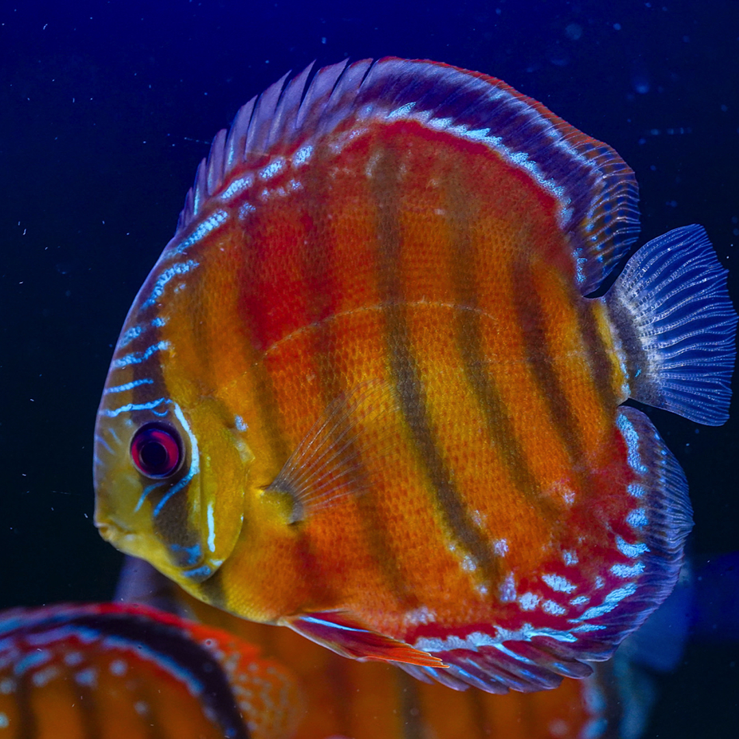 Cuipeua Vermelho Sólido 3