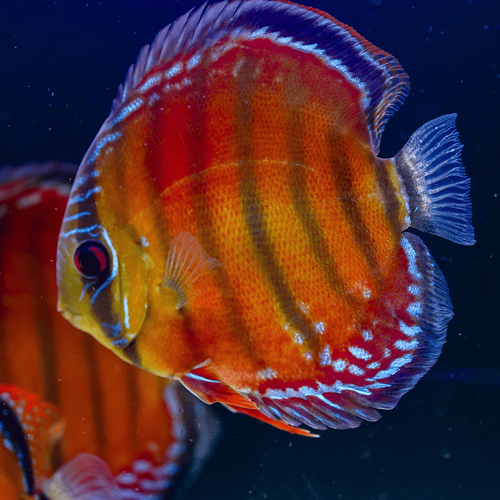 Cuipeua Vermelho Sólido 4