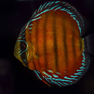 Cuipeua Vermelho Sólido