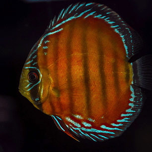 Cuipeua Vermelho Sólido