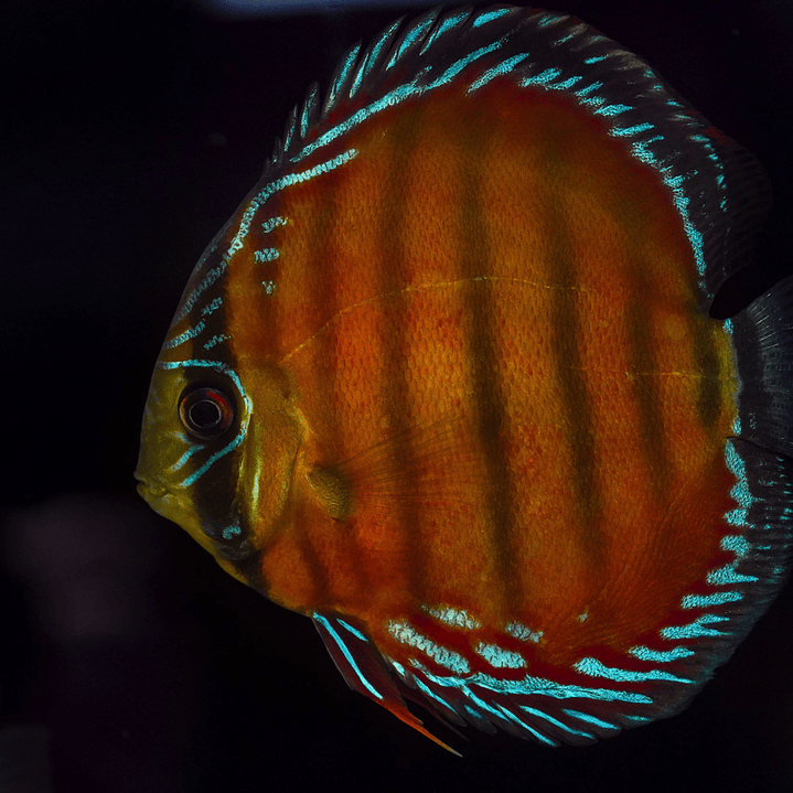 Cuipeua Vermelho Sólido 4