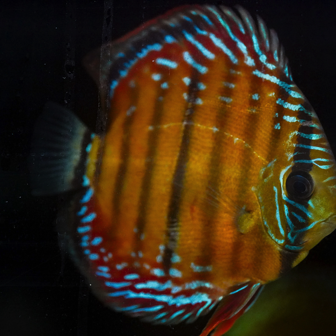 Cuipeua Vermelho Sólido 8