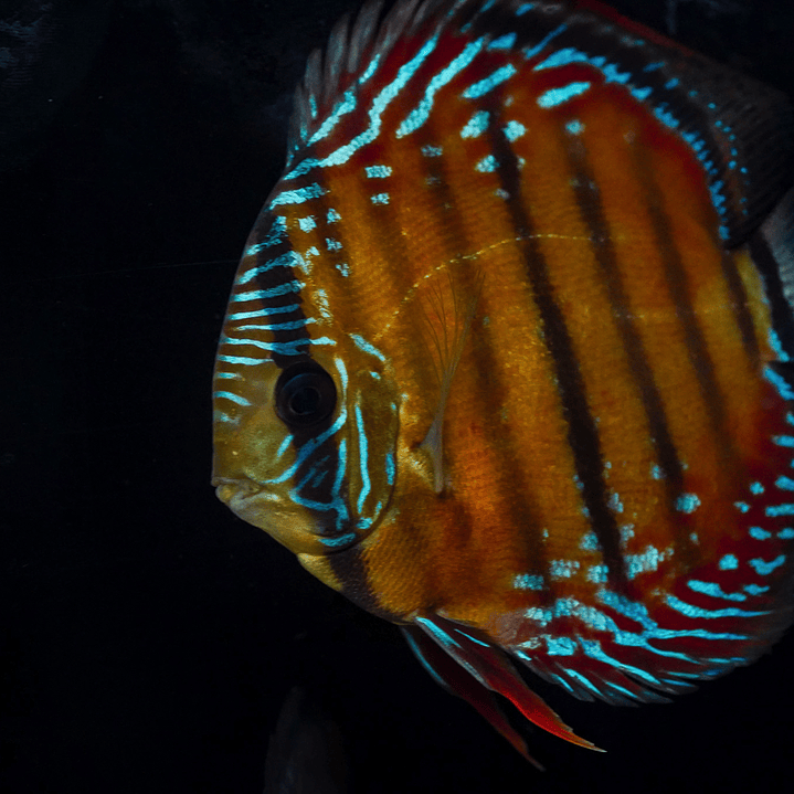 Cuipeua Vermelho Sólido 2