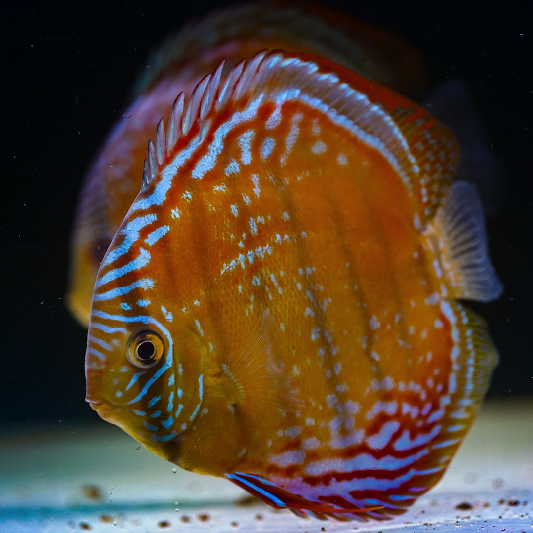 Cuipeua Semi Royal 6