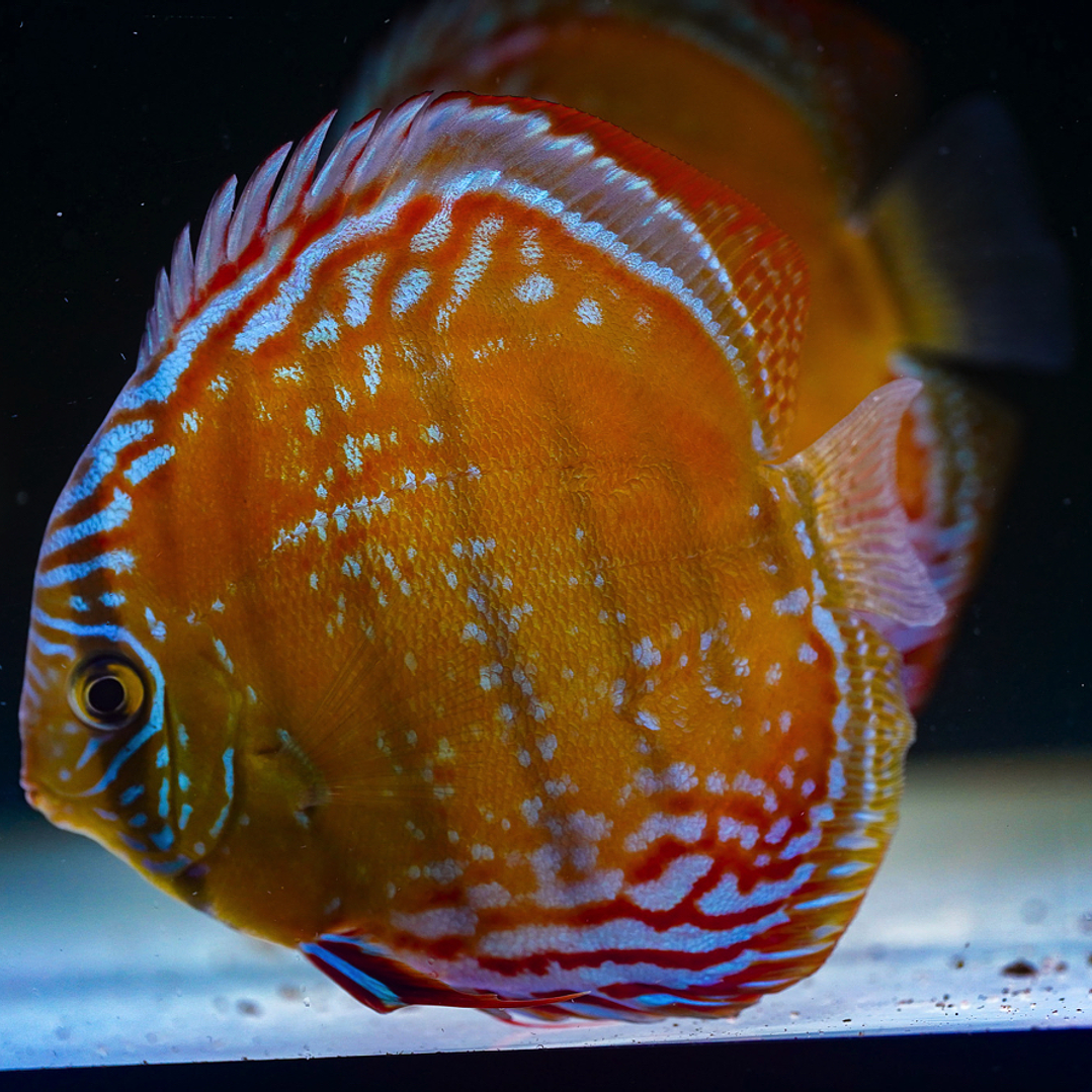 Cuipeua Semi Royal 8