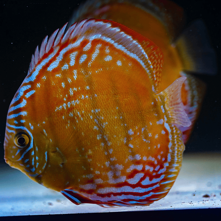 Cuipeua Semi Royal 8