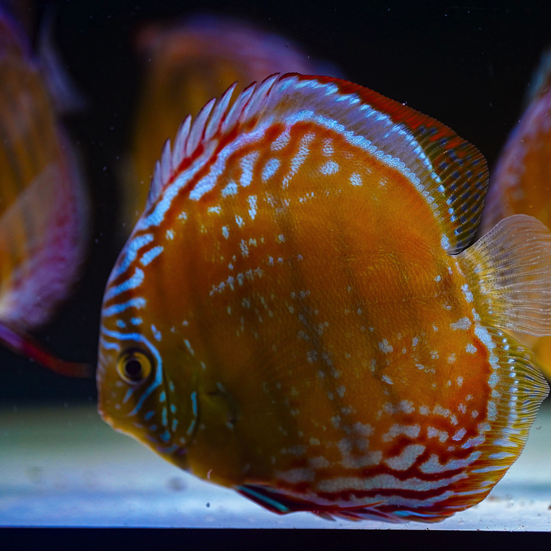 Cuipeua Semi Royal 10