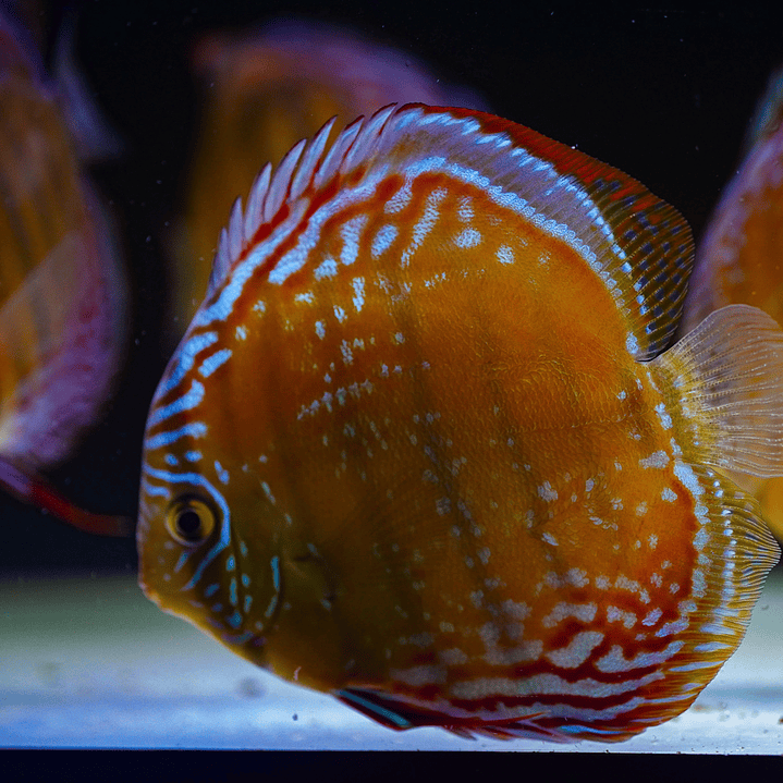 Cuipeua Semi Royal 10