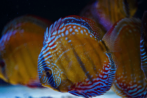 Barra Mansa Semi Royal