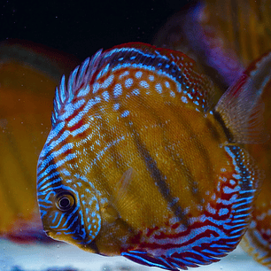 Barra Mansa Semi Royal