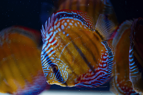 Barra Mansa Semi Royal