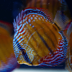 Barra Mansa Semi Royal