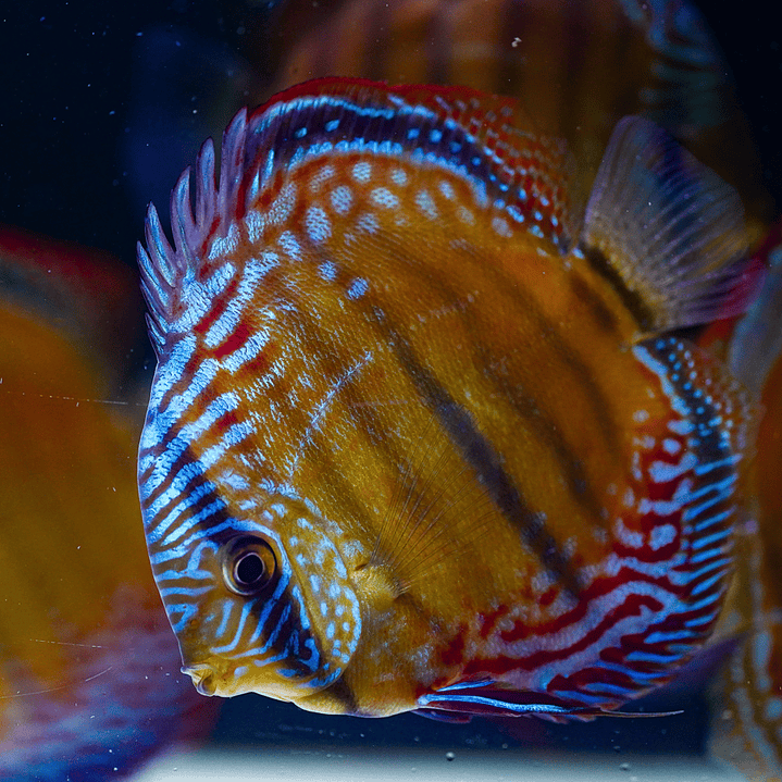 Barra Mansa Semi Royal 3