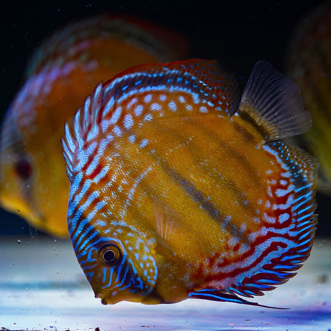 Barra Mansa Semi Royal 4