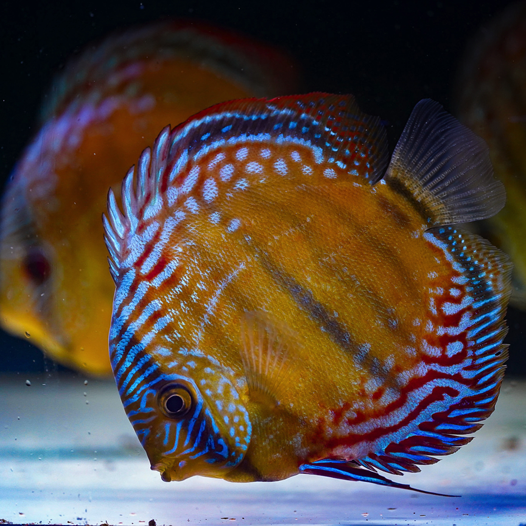 Barra Mansa Semi Royal 7