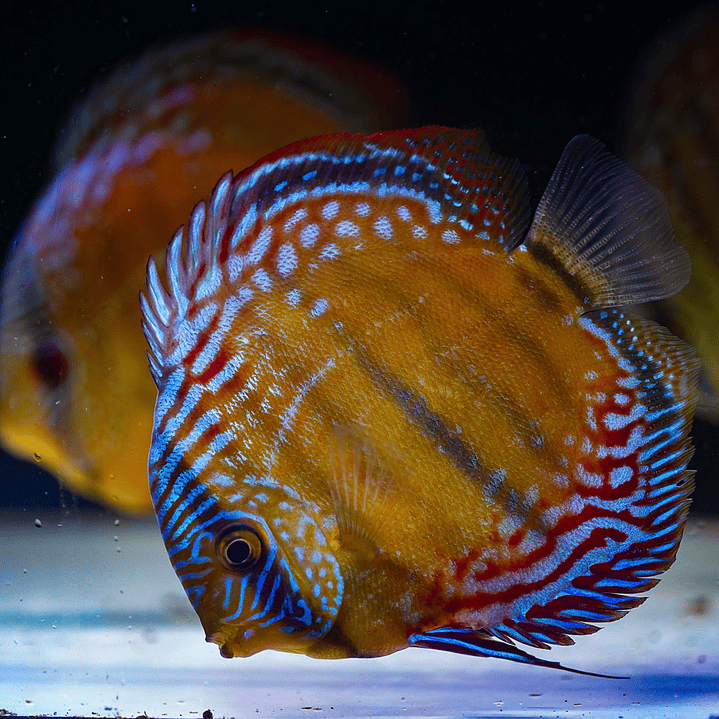 Barra Mansa Semi Royal 7