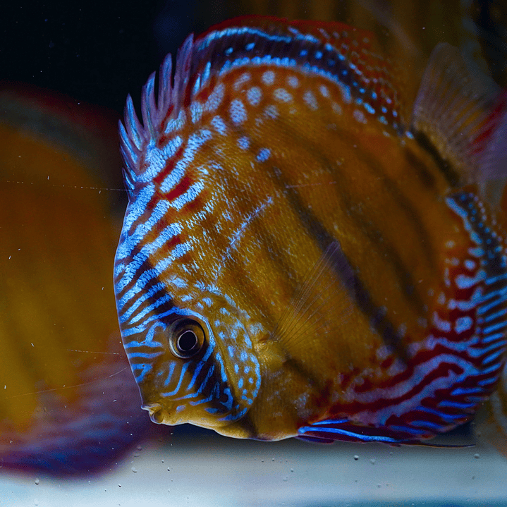 Barra Mansa Semi Royal 8