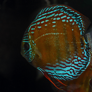 Semi Royal Barra Mansa