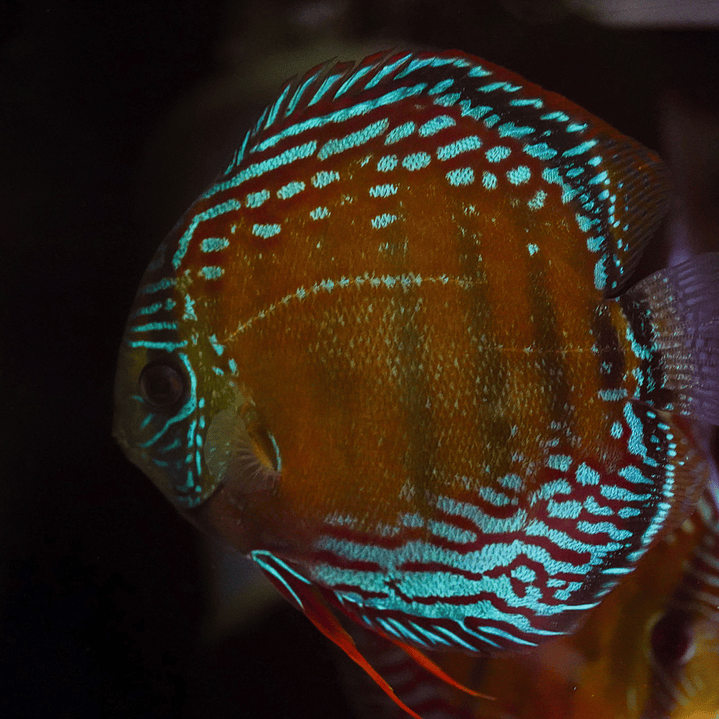 Semi Royal Barra Mansa 4