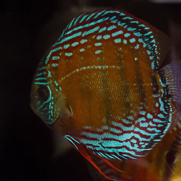 Semi Royal Barra Mansa 5