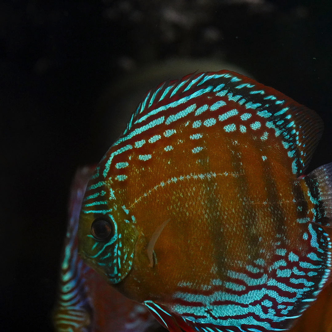 Semi Royal Barra Mansa 6