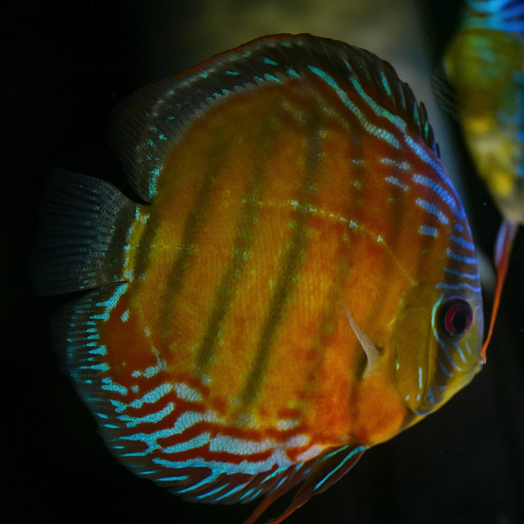 Cuipeua Semi Royal 1