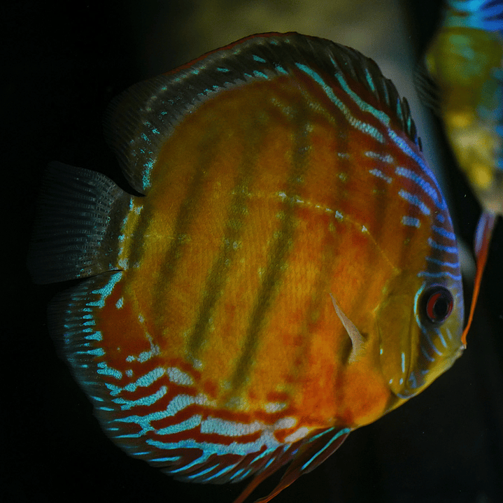 Cuipeua Semi Royal 1