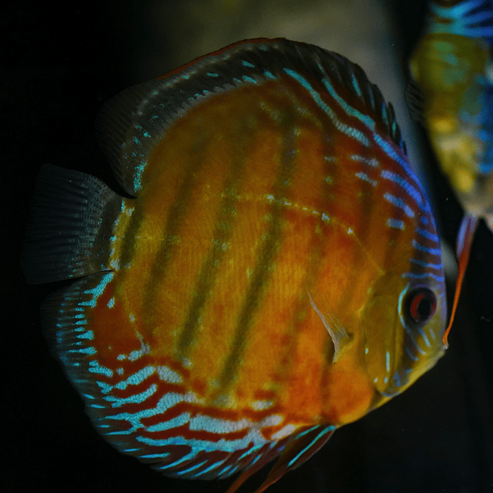 Cuipeua Semi Royal 2