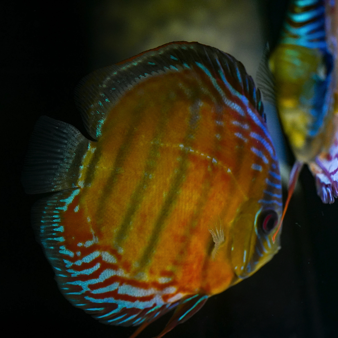 Cuipeua Semi Royal 3