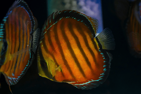Cuipeua Vermelho Sólido