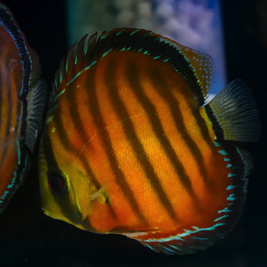Cuipeua Vermelho Sólido 2