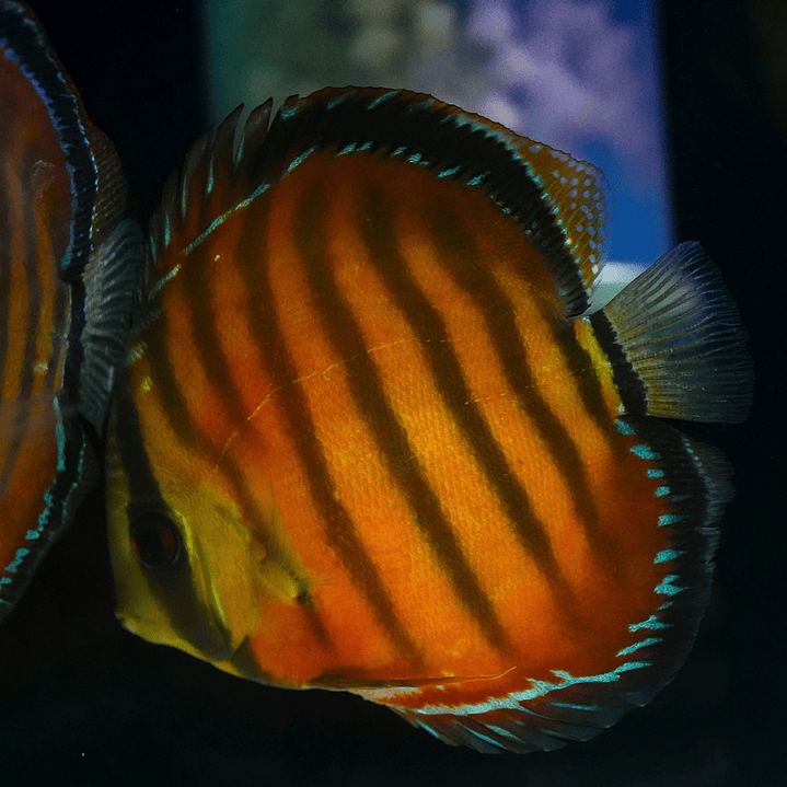 Cuipeua Vermelho Sólido 4