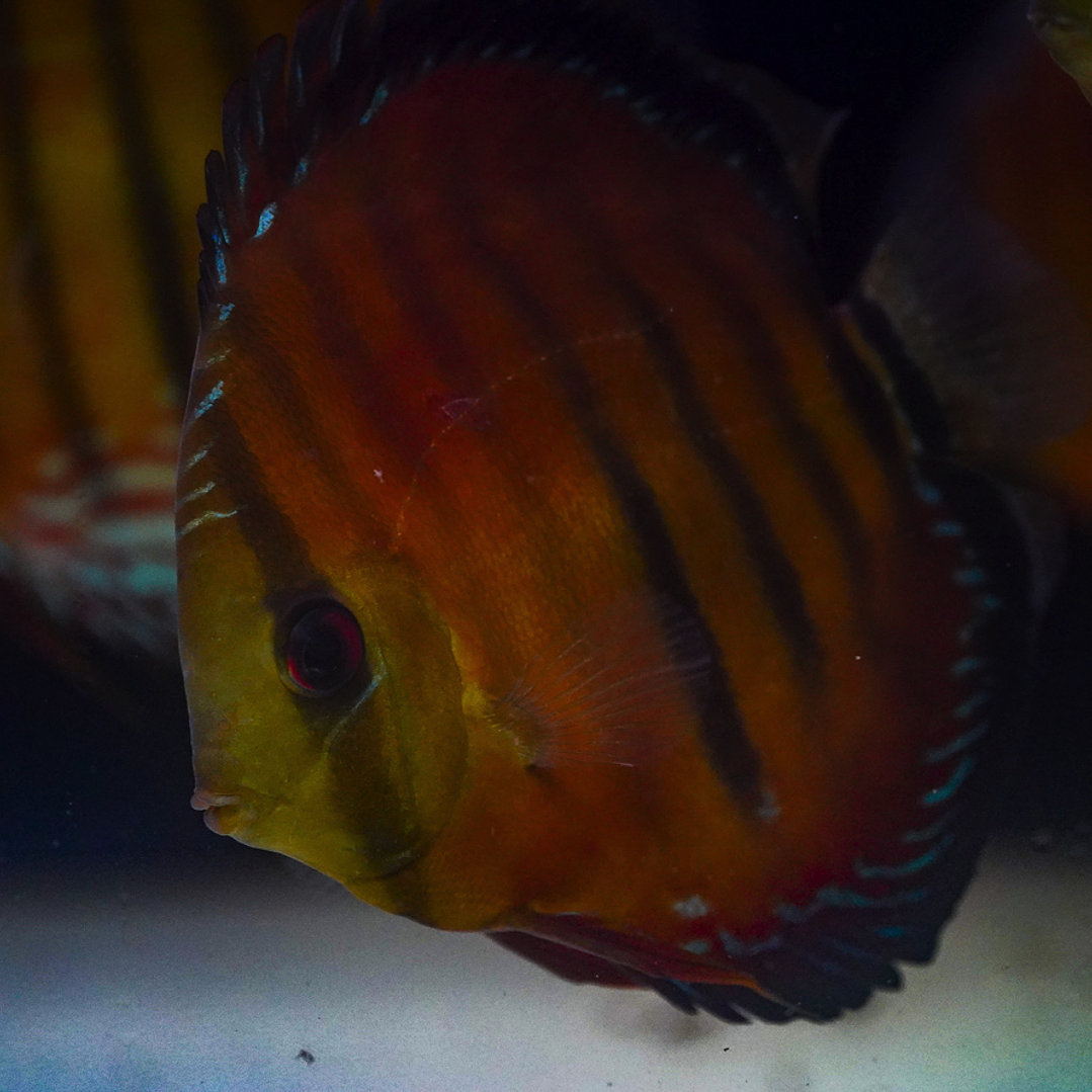 Cuipeua Vermelho Sólido 6