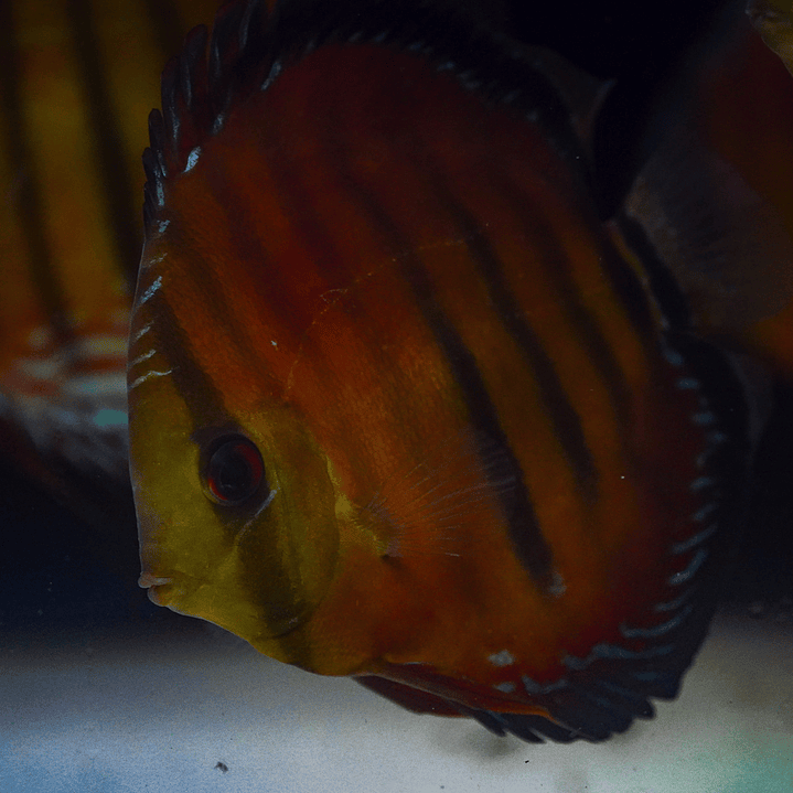 Cuipeua Vermelho Sólido 6