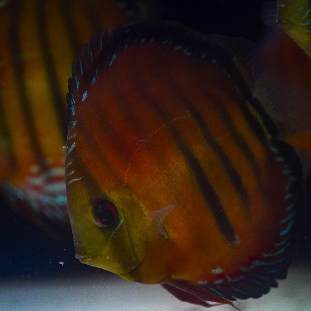 Cuipeua Vermelho Sólido 12